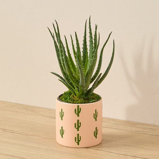Aloe plant in a salmon-colored pot with cacti designs