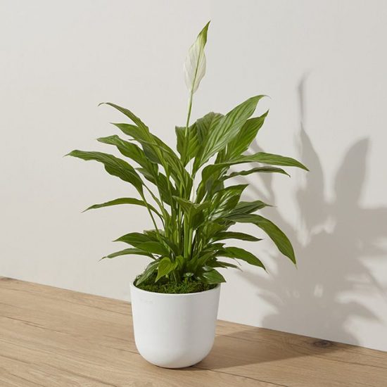 Peace lily growing in white pot