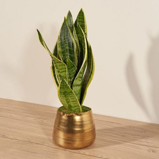 Snake plant in a gold pot