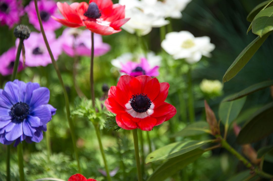 Close-up of red and blue anemone flowers