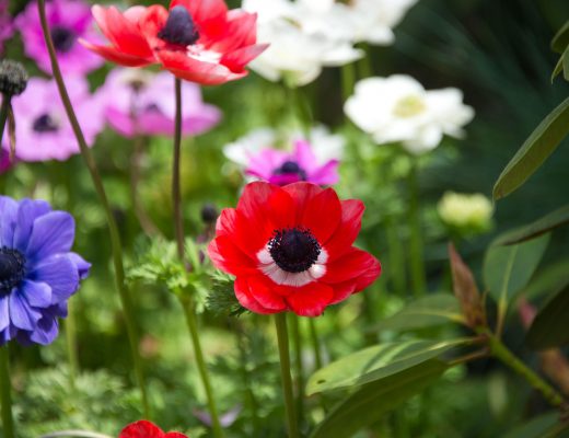 Close-up of red and blue anemone flowers
