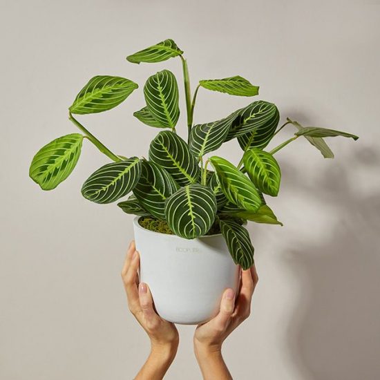 Hands holding up a prayer plant in a white pot