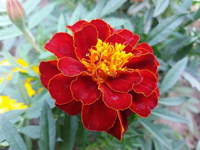 Red marigold flower growing outside