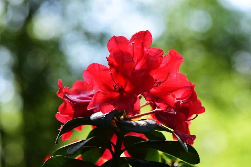 Red azalea flowers outside