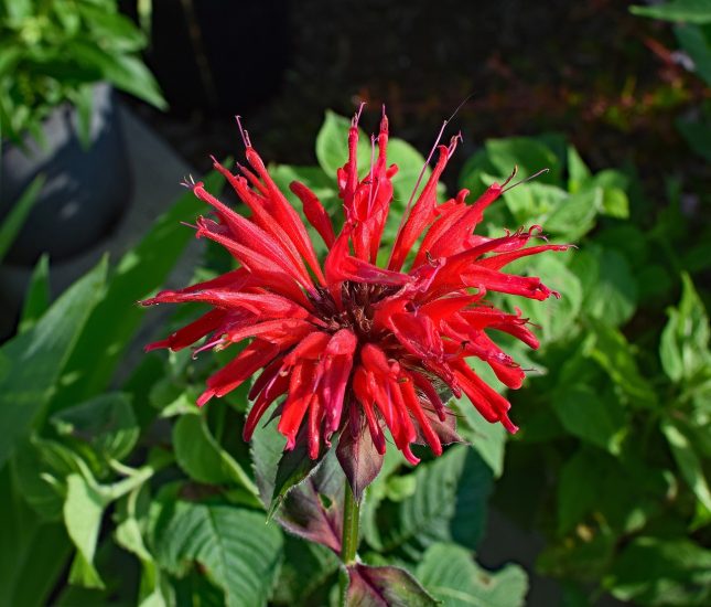 Close-up of a red bee balm flower growing outside