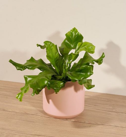Bird's nest fern plant in a pink pastel pot