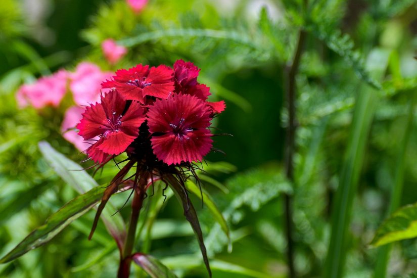 Red dianthus flowers growing outside