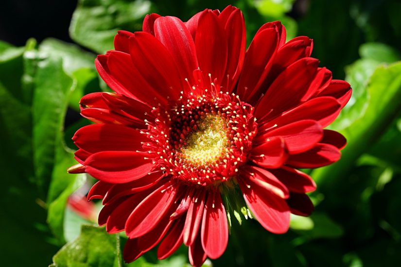 Close-up of red gerbera daisy