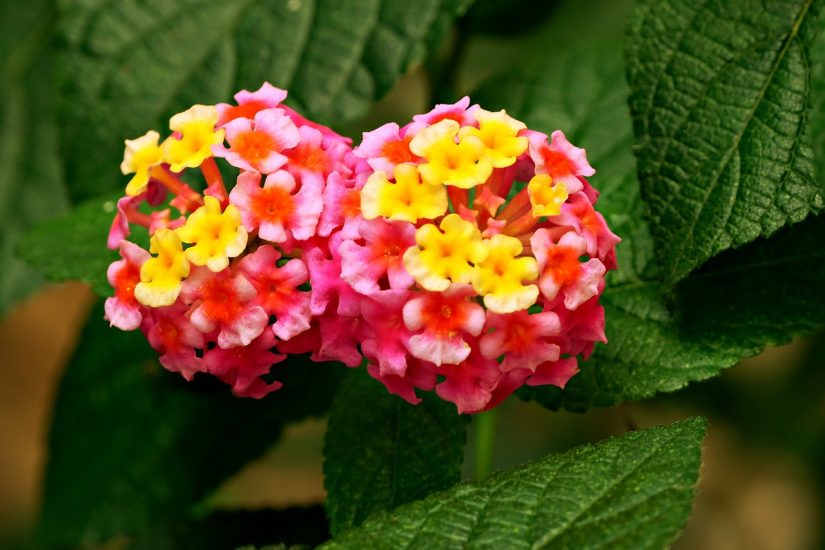 Pink and yellow lantana flowers