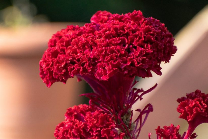 Red cockscomb flower growing