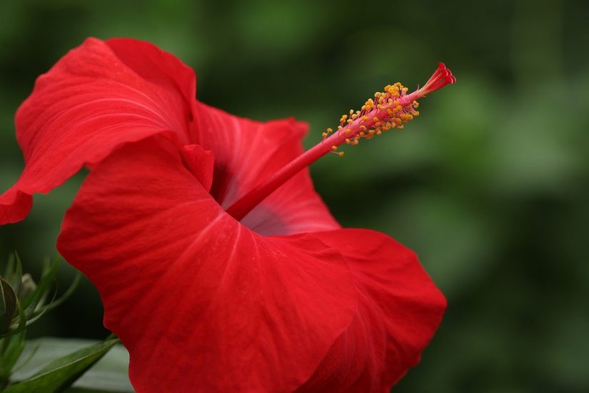 Close-up of red hibiscus flower