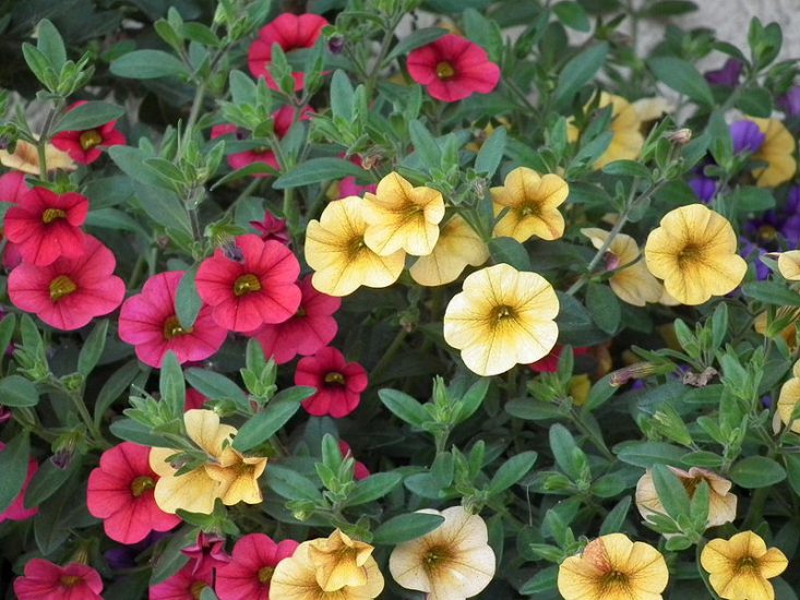 Red and yellow million bells flowers growing outside