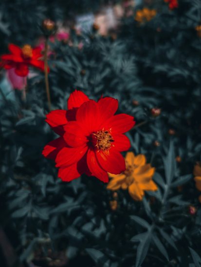 Red cosmos flower growing outside