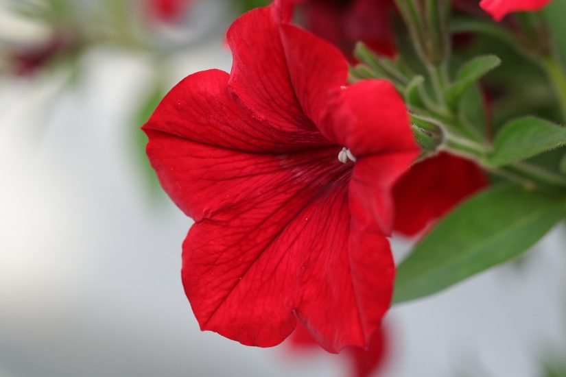 Close-up of red petunia flower