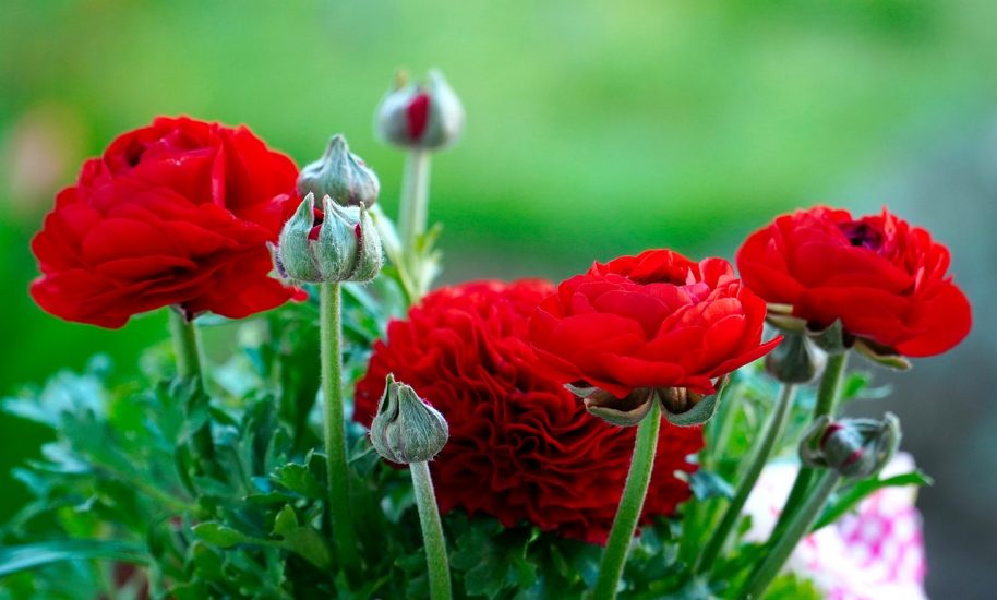 Red ranunculus flowers growing outside