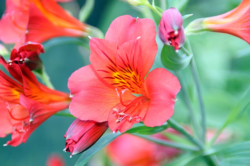Close-up of red alstroemeria flower