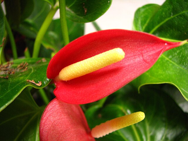 Close-up of red calla lily