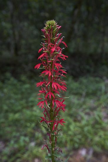 Red cardinal flower growing outside