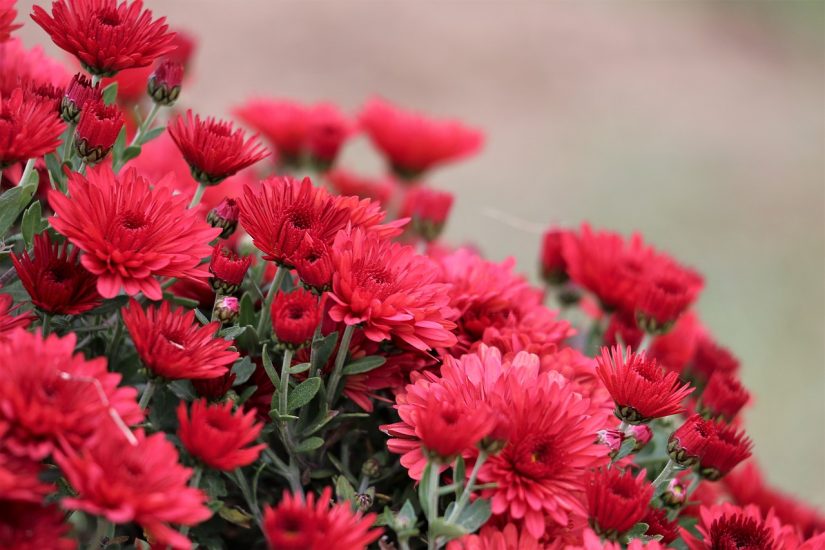 Bunches of red chrysanthemum flowers growing outside