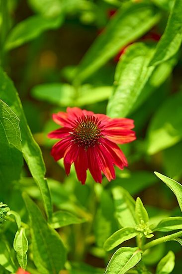 Red coneflower growing outside