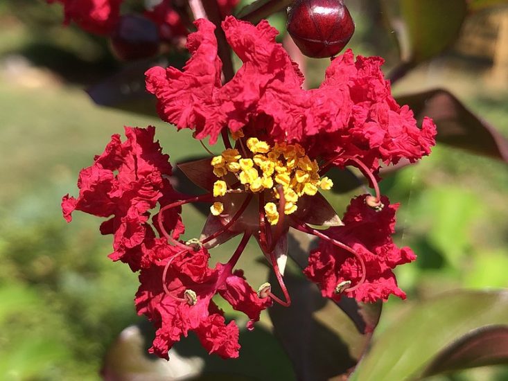 Red crape myrtle flower growing outside