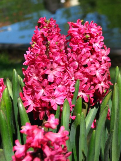 Red hyacinth flowers growing outside
