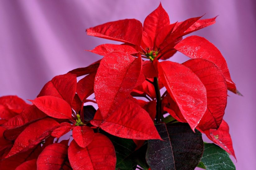 Red poinsettia leaves