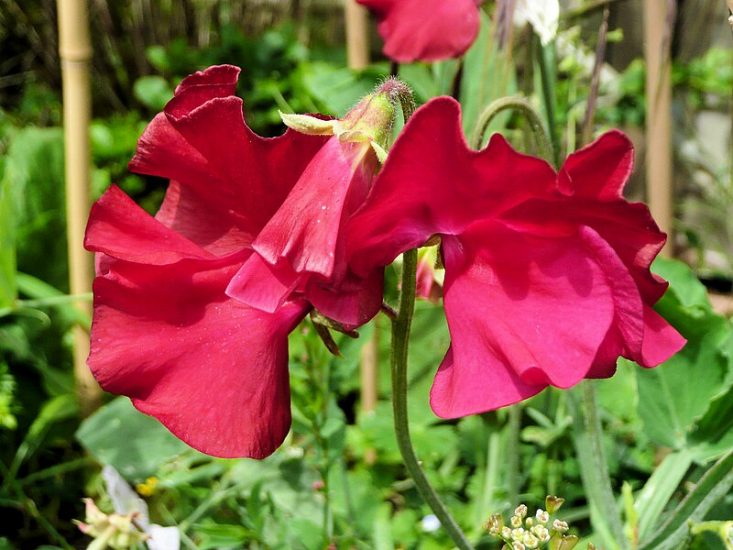 Close-up of a red sweet pea