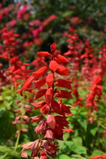 Red salvia flowers growing outside