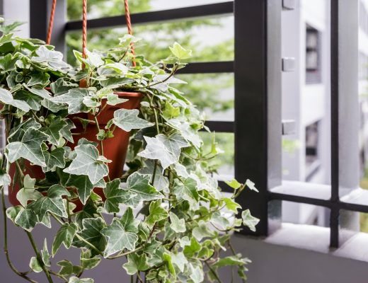 Hanging English ivy plant in a pot next to a window.