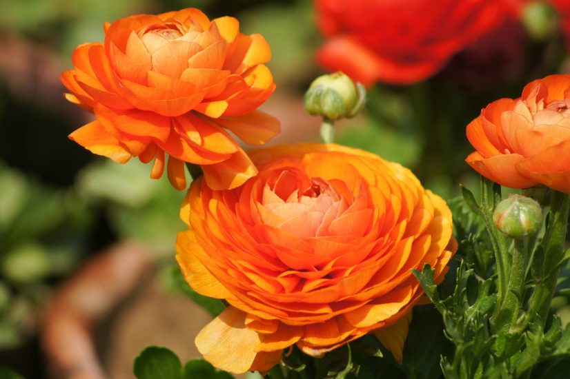 Close-up of two orange ranunculus flowers growing outside