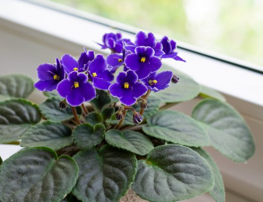 African violet plant growing in a pot near a window