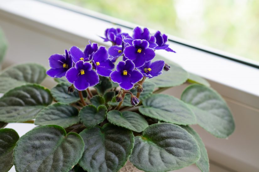 African violet plant growing in a pot near a window