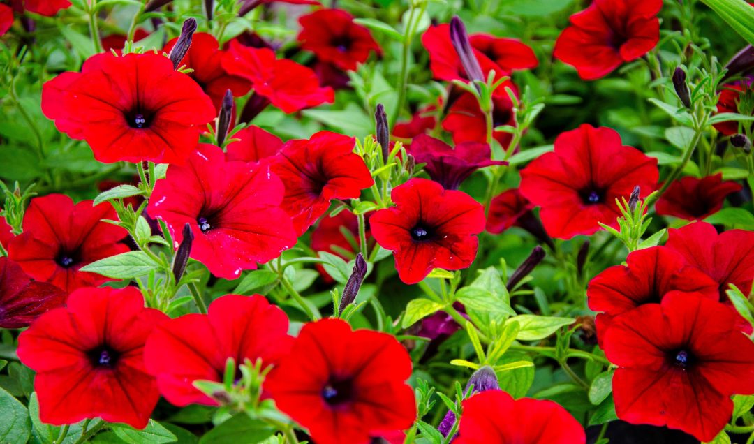 Rows of red petunias growing outside
