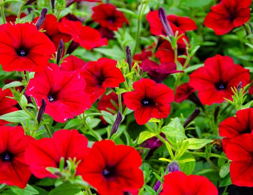Rows of red petunias growing outside