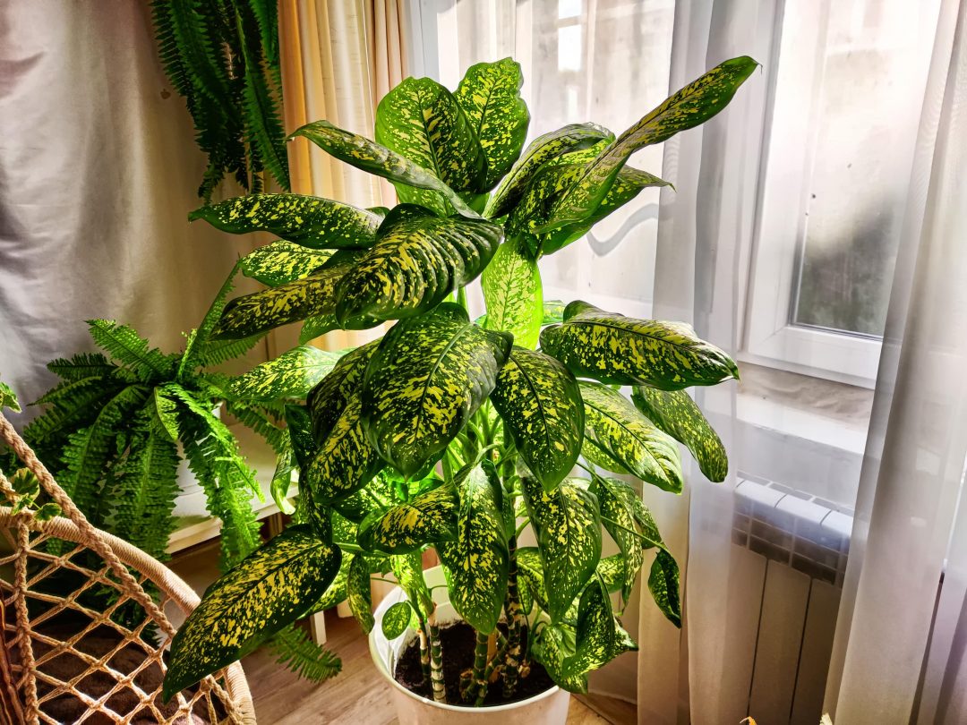 Potted dieffenbachia plant in a bright room