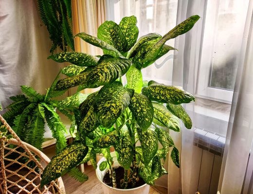 Potted dieffenbachia plant in a bright room