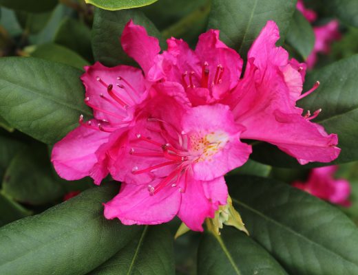 Close-up of pink azalea flower blooming