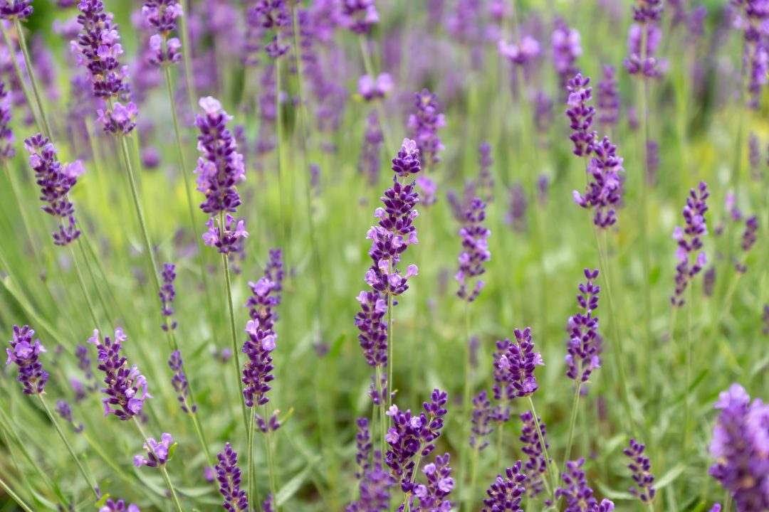 Lavender flowers growing in a field