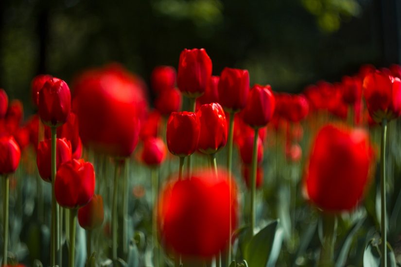 Garden of red tulips