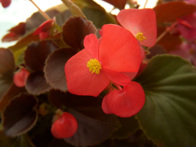 Close-up of red wax begonia flower