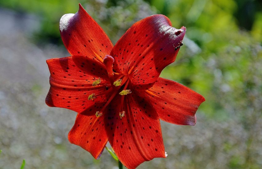 Close-up of a red daylily
