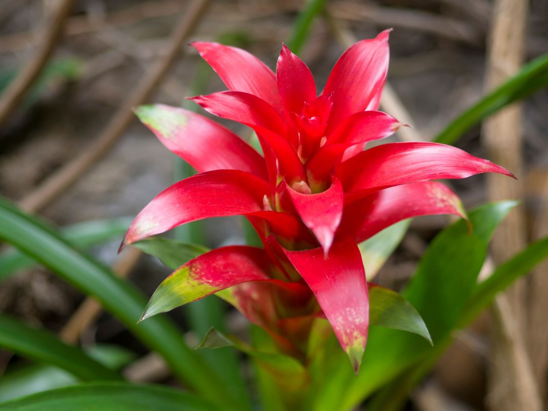 Close-up of red bromeliad plant