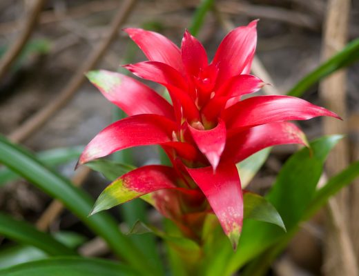 Close-up of red bromeliad plant