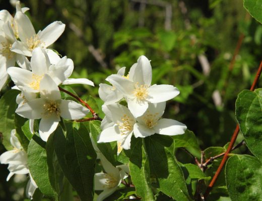Small cluster of white syringa flowers growing outside