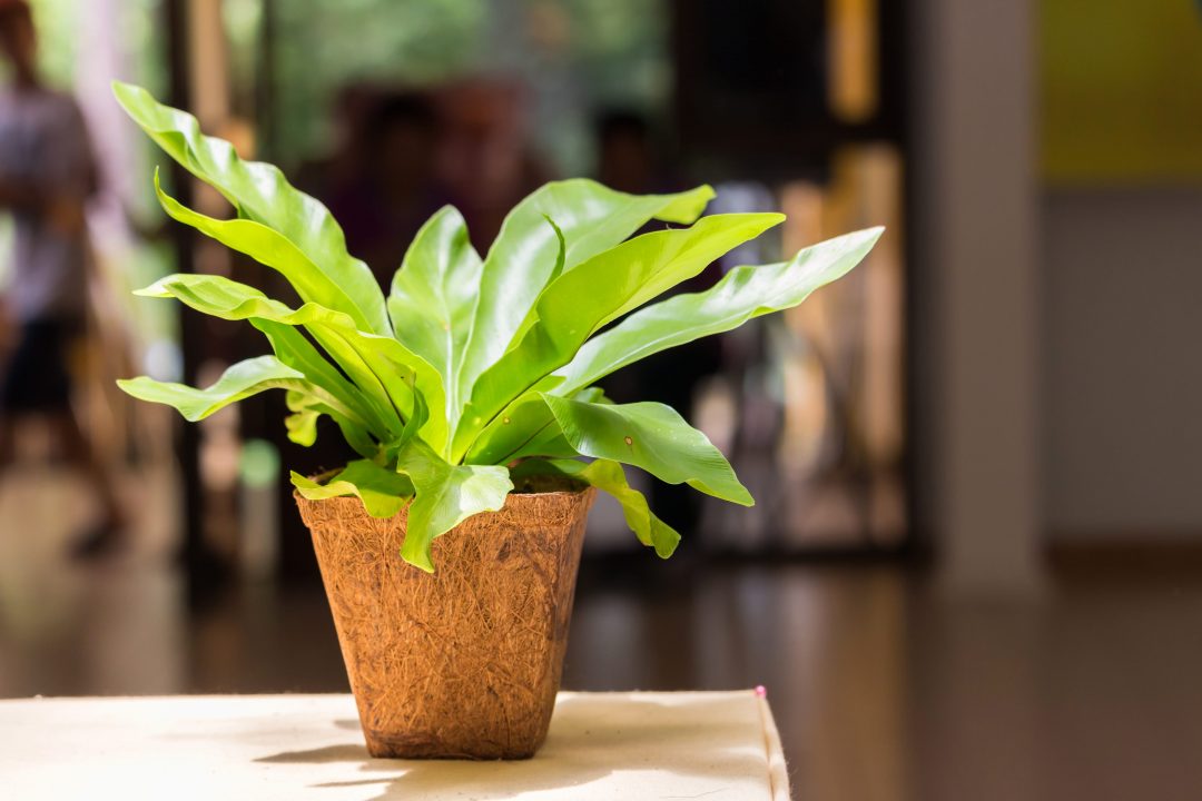 Potted bird's nest fern plant on a table