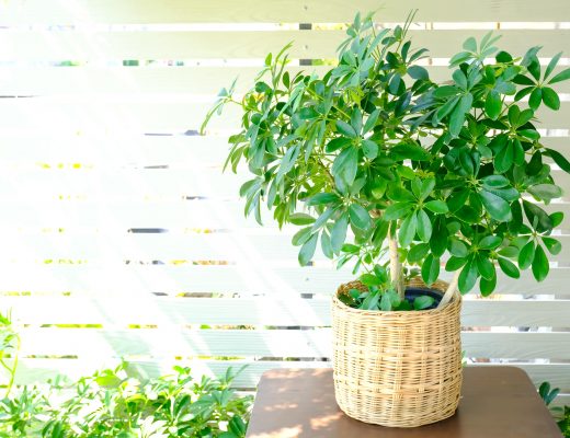 Schefflera umbrella plant in a weaved pot outside