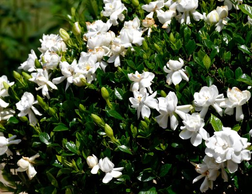 Gardenia bush full of brilliant white flowers.