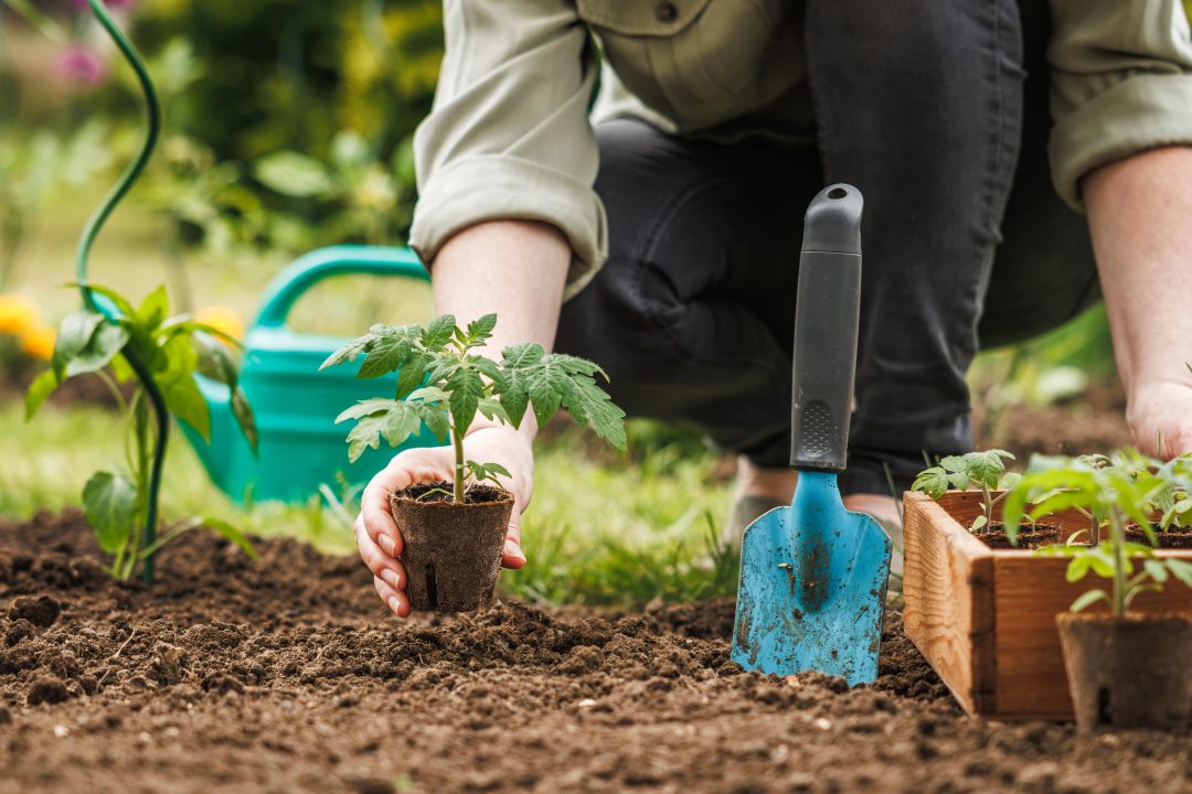 Person transplanting a plant into a fresh garden bed.