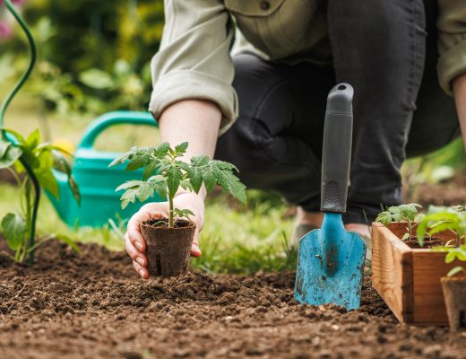 Person transplanting a plant into a fresh garden bed.